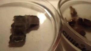 Cillit RS соли железо 1 23 мин