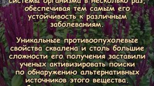 АМАРАНТ - хлеб жизни, запрещённый Петром I