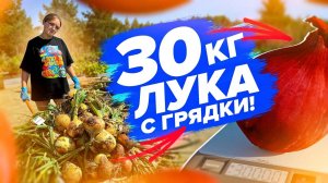 ОГРОМНЫЙ УРОЖАЙ ЛУКА С ГРЯДКИ! Лук из семян