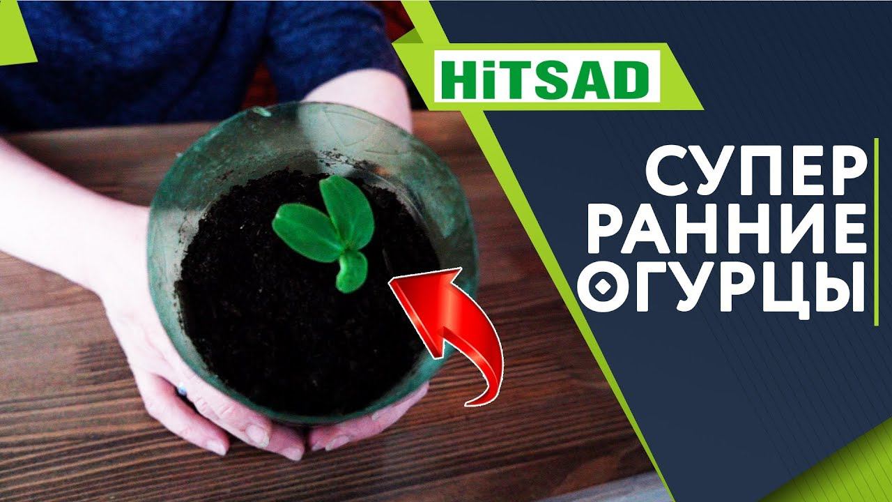 Супер Ранние Огурцы ✔️ Выращивание огурцов\ хитсад тв
