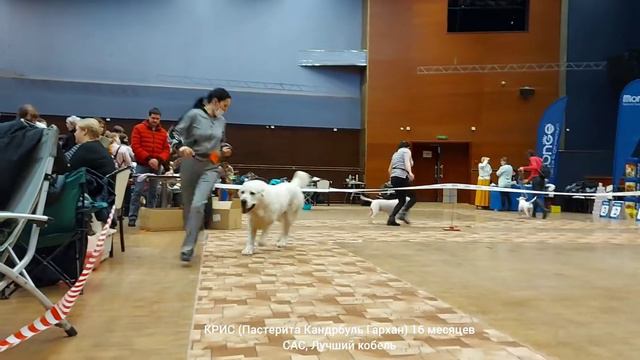 13 марта 2021 Выставка КРИС 16 месяцев (Пастерита Кандрбуль Гархан) САС, Лучший кобель,BOS !!! смотреть онлайн