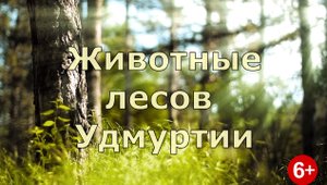 Животные лесов Удмуртии