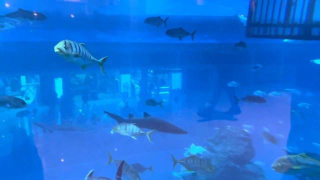 UAE, Dubai Mall, Aquarium and Underwater ZOO. Aquarium of the Dubai mall смотреть онлайн