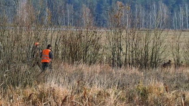 Охота на фазана в Копыльском лесоохотничьем хозяйстве. Беларусь. смотреть онлайн