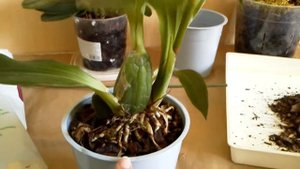 Пересадка проблемного зигопеталума, грунт ; лечение орхидеи - препараты экстренной помощи.