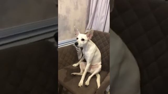 XOLOITZCUINTLE. Ксоло пуховка из Украины смотрит Российскую передачу про Ксолоитцкуинтли. смотреть онлайн