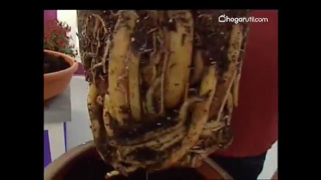 Composición con Ave del Paraíso смотреть онлайн