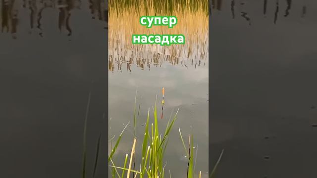 Супер насадка для рыбалки #поклевка #наживка #прикормка