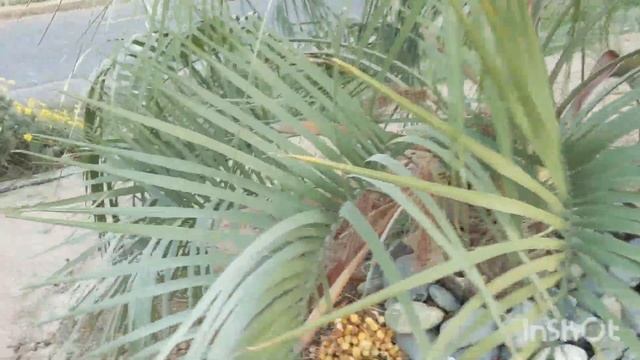 Наша вторая Желейная пальма(Pindo, Jelly palm) с плодами жёлтого цвета смотреть онлайн