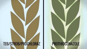 How should you be controlling Fusarium and Microdochium in wheat