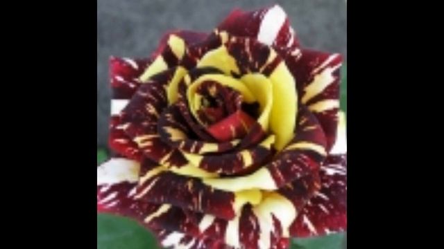 ТОП-15 ПЕСТРЫХ КРАСАВИЦ//впустите в свой сад смотреть онлайн