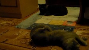 Поведение кошки после удачного спаривания.