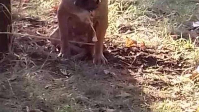 Верность и предательство! В парке нашли привязанную к дереву собаку, а рядом лежала записка… смотреть онлайн