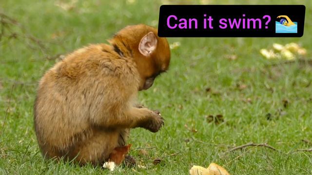 Learning English - Action Verbs Vocabulary - Action Words For Kids | English educational video смотреть онлайн