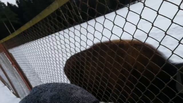 Особенности мужского поведения весной. Зубры в борьбу! Эмоционируют, хамят друг другу/ Март 2023 смотреть онлайн