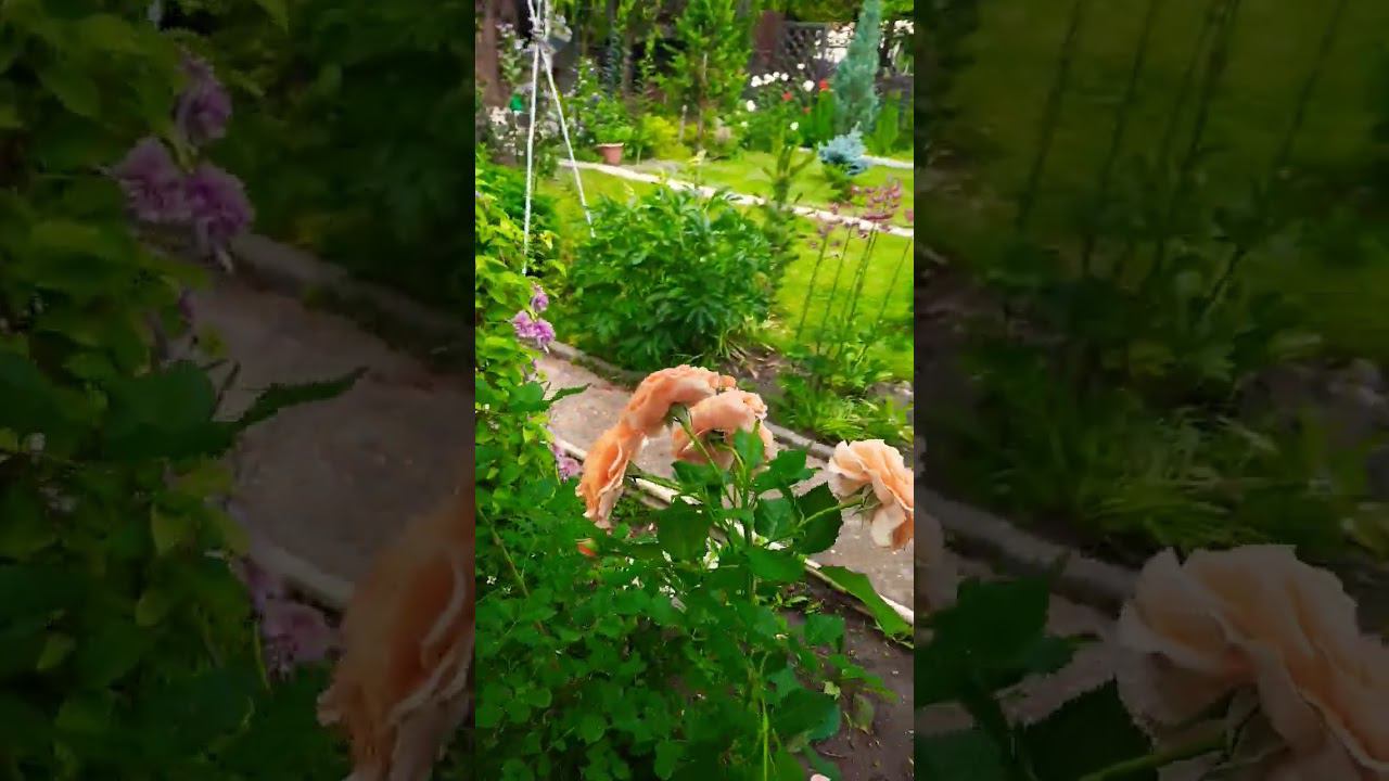 Роза парковая Эмильен Гийо. смотреть онлайн