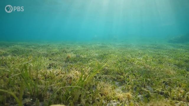 How Plate Tectonics Gave Us Seahorses смотреть онлайн