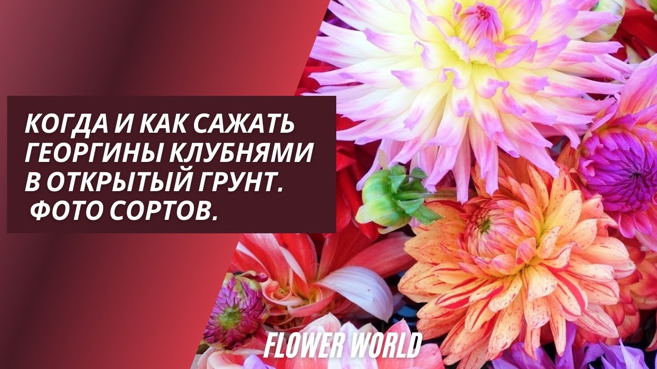 Когда и как сажать георгины клубнями в открытый грунт. Фото сортов.