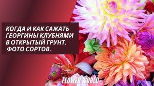 Когда и как сажать георгины клубнями в открытый грунт. Фото сортов.