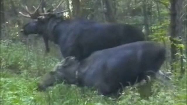 ГОН ЛОСЕЙ! MOOSE!!