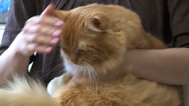 Сибирская кошка: происхождение и особенности породы смотреть онлайн