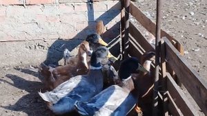 Новая порода уток-Саксонская.