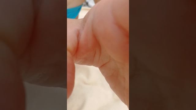 Рак отшельник. Сочи. Июль 2020. смотреть онлайн