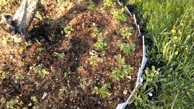 Круглая грядка под яблоней и грушей. Сажаем садовую землянику под яблоней и грушей. смотреть онлайн