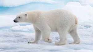 ? Хищные животные для детей, часть 1. ? Викторина и видео для развития ребенка ?