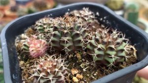 Gymnocalycium Mihanovichii Variegata Baby - Gymnocalycium Variegata gieo hạt sau hơn một năm