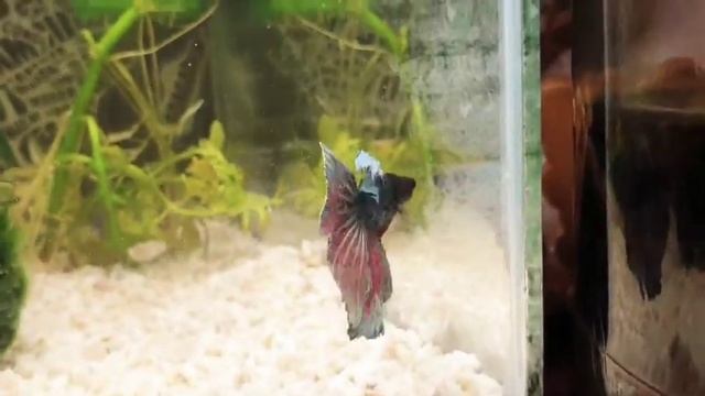 Рыбка бойцовая петушок смотреть онлайн