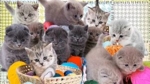 Викторина о домашних животных