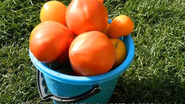 Томат Мишка косолапый: характеристика и описание сорта смотреть онлайн