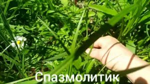 ЛАПЧАТКА ГУСИНАЯ. Potentilla anserina.Спазмолитик.