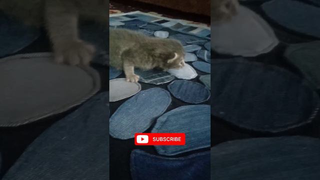 Пушистый комочек,а в душе Тигр 🐯