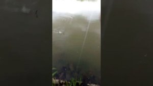 Ловля Леща на мини бойлы. Начало лета 2021