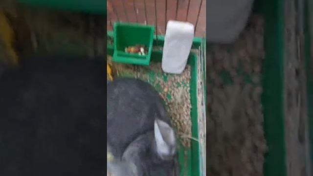 ГЛАЖУ ШИНШИЛЛУ ДЖЕКА) смотреть онлайн