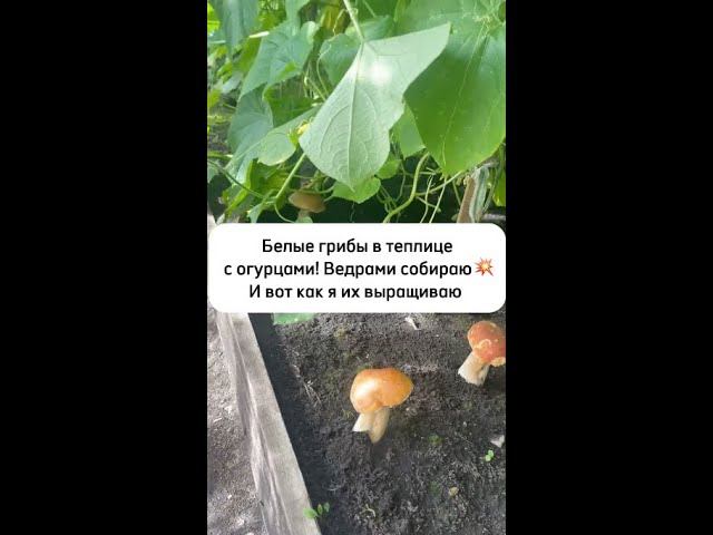 Вот как я выращиваю белые грибы в теплице с огурцами. Ведрами собираю! смотреть онлайн