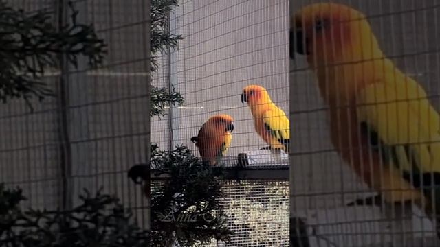 PARROTS AT PAFOS ZOO / ПОПУГАИ В ЗООПАРКЕ ПАФОСА (КИПР)