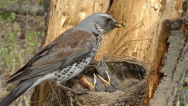 Дрозд рябинник кормит птенцов, Fieldfare feed chicks смотреть онлайн