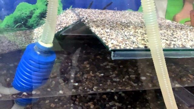 Новый аквариум с островком для черепахи! NEW aquarium: нанос, фильтр, нагреватель, компрессор смотреть онлайн