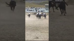 Клубный Чемпионат Республики Алтай «Сары-Бур», «Кок-Бору»