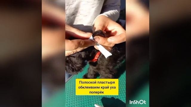 Коррекция купированных и натуральных ушей . Цвергшнауцер