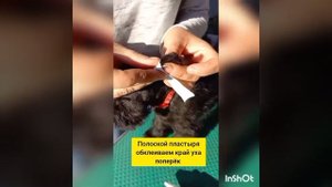 Коррекция купированных и натуральных ушей . Цвергшнауцер