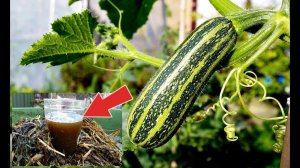 Важная подкормка для кабачков в июле! Подкормите этим кабачки для долгого плодоношения!