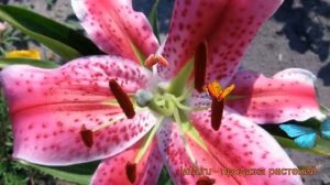 Лилия восточная Барбадос (lilium) ? лилия Барбадос обзор: как сажать луковицы лилии Барбадос