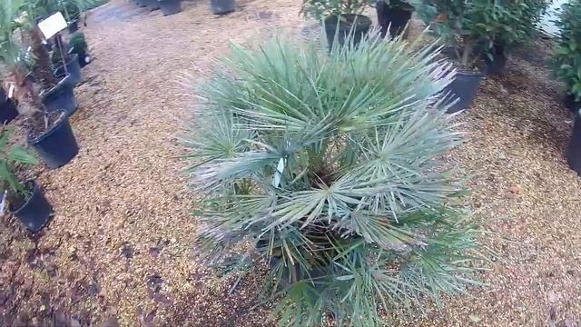 Big Plant Nursery - Chamaerops humilis cerifera (Blue Mediterranean Fan Palm)