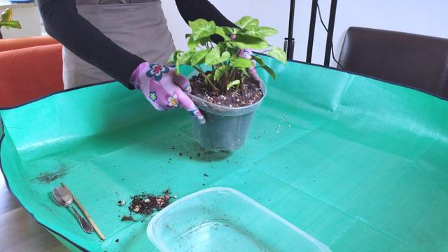 Syngonium i Filodendron przechodzą do grupy 🌱 starszaków 😀 - 🪴 ZKWR 12
