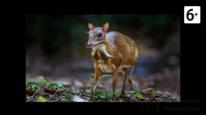 Удивительные соседи. Мышиный олень