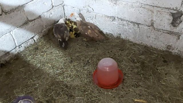 Сутки не кормил утят!! РАЗВЕ ТАК МОЖНО???!НОВЫЙ ВЫВОД ИНДОУТЯТ!!! смотреть онлайн